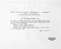 Cercospora beticola image